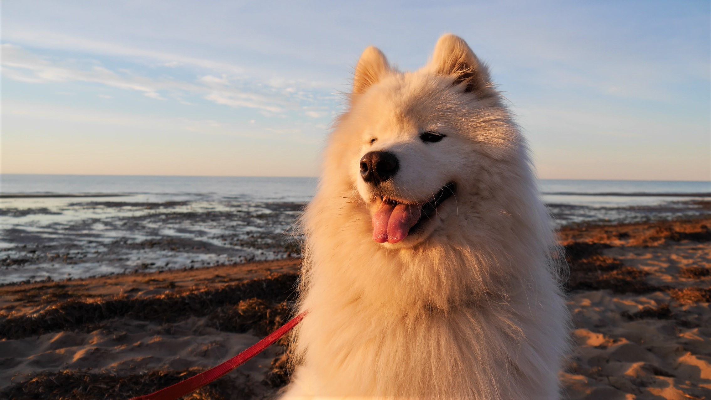chien en voyage plage canada nouveau-brunswick acadie blog voyage arpenter le chemin