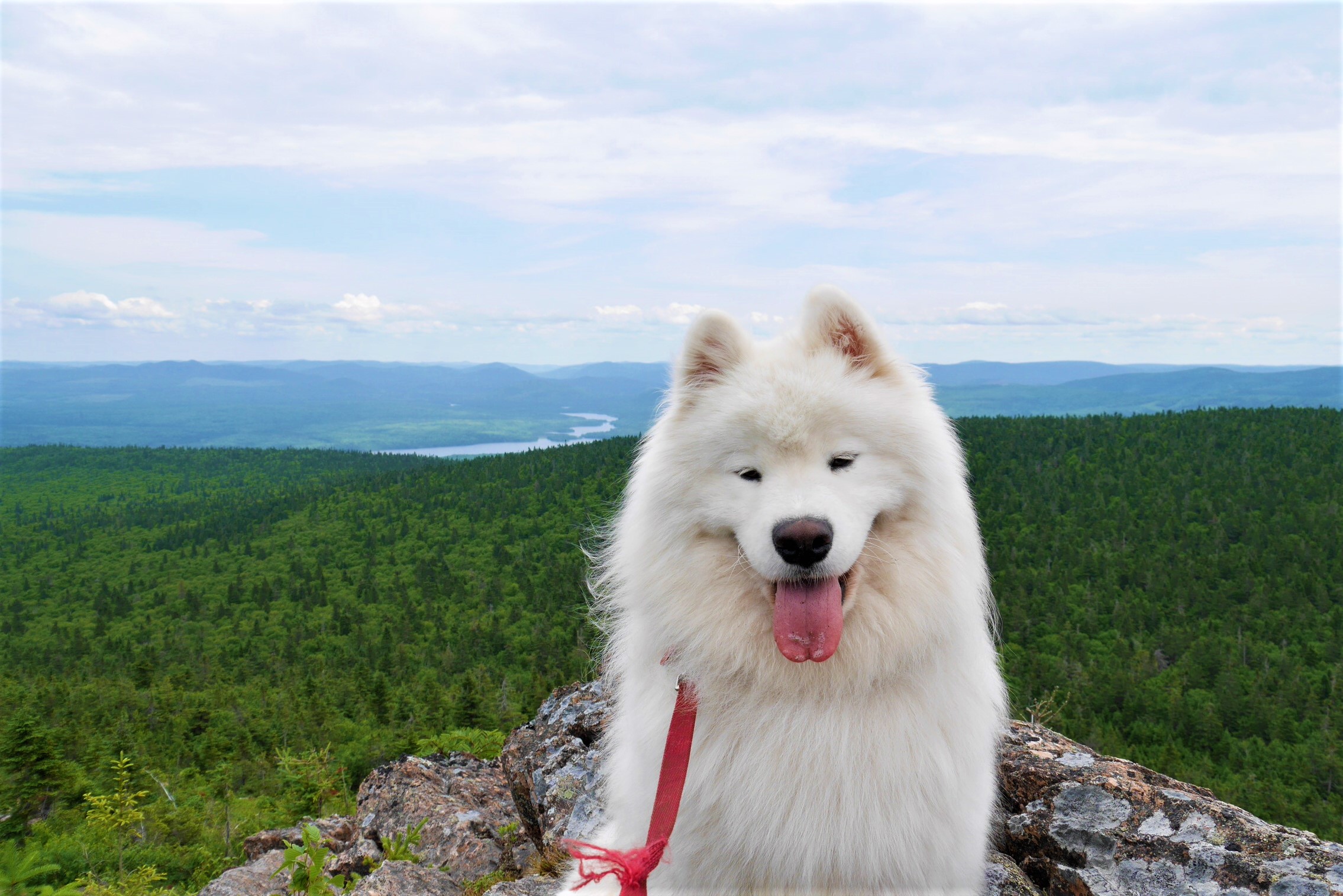 chien randonnée montagne camping acadie nouveau-brunswick canada blog voyage arpenter le chemin