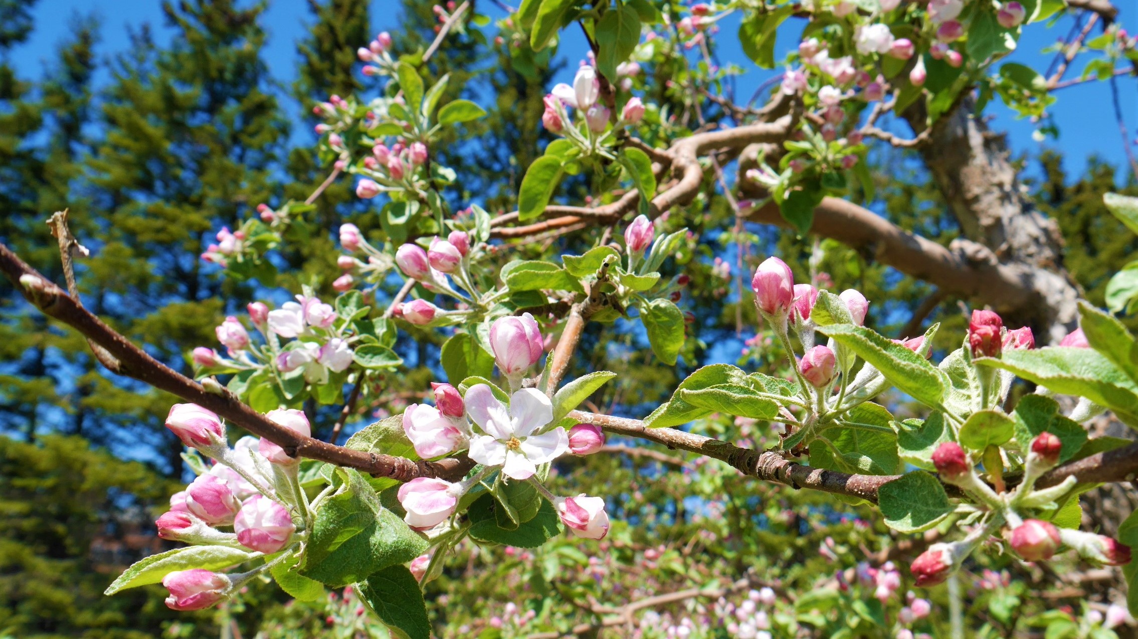 fleur pommier verger belliveau orchard moncton blog voyage arpenter le chemin