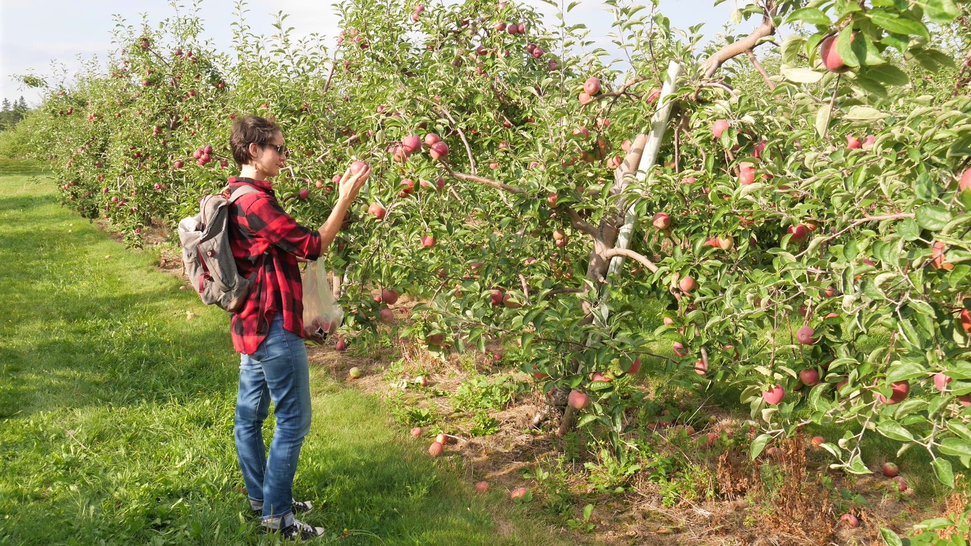auto-cueillette pommes canada activites automne ete indien que faire nouveau-brunswick septembre octobre voyage