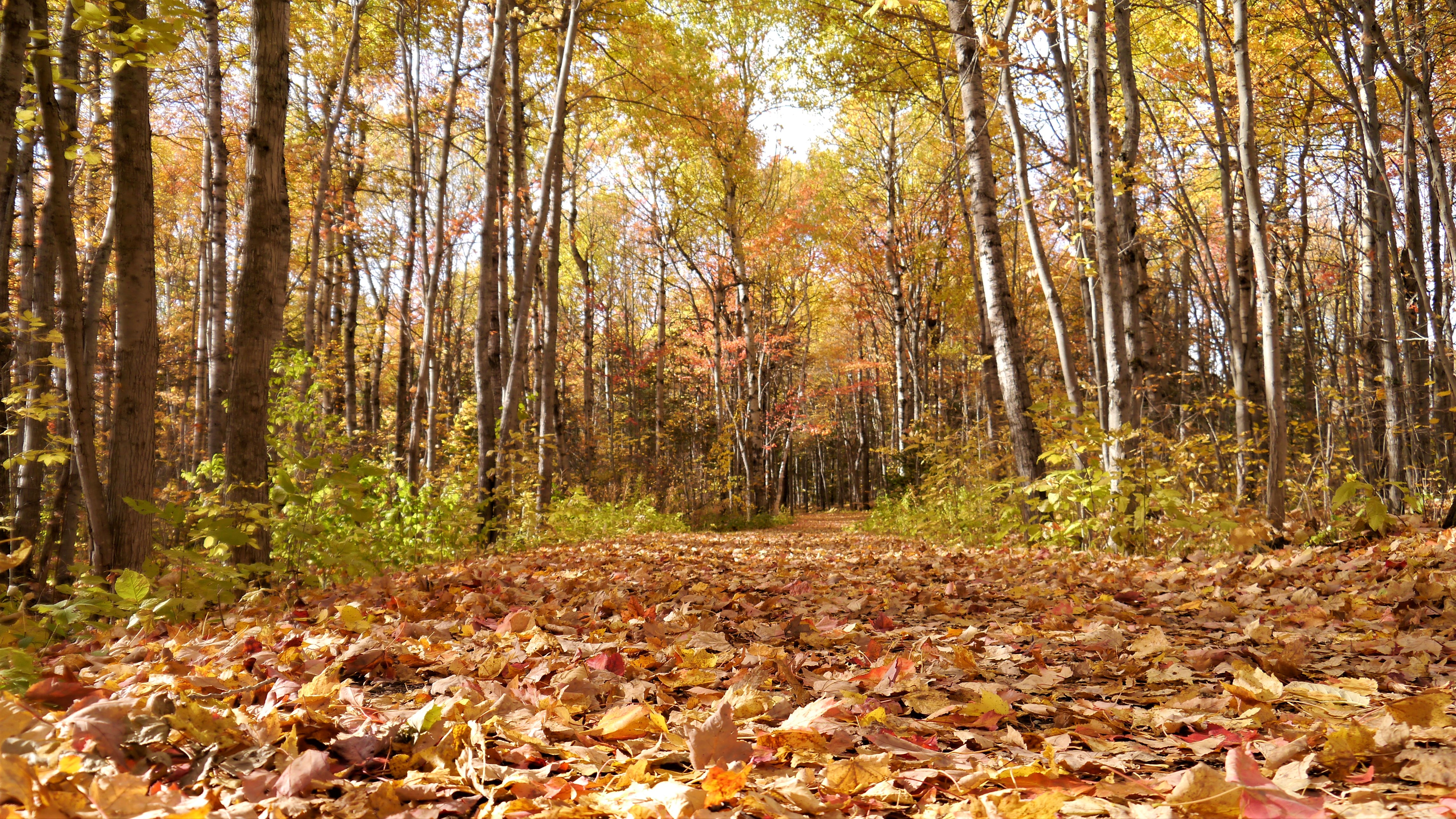 nouveau-brunswick canada feuilles automne blog voyage arpenter le chemin