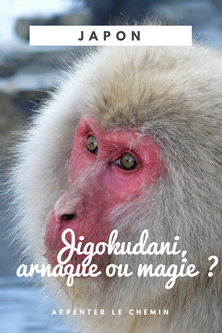 jigokudani yaen-joen japon hiver macaques des neiges blog voyage roadtrip arpenter le chemin