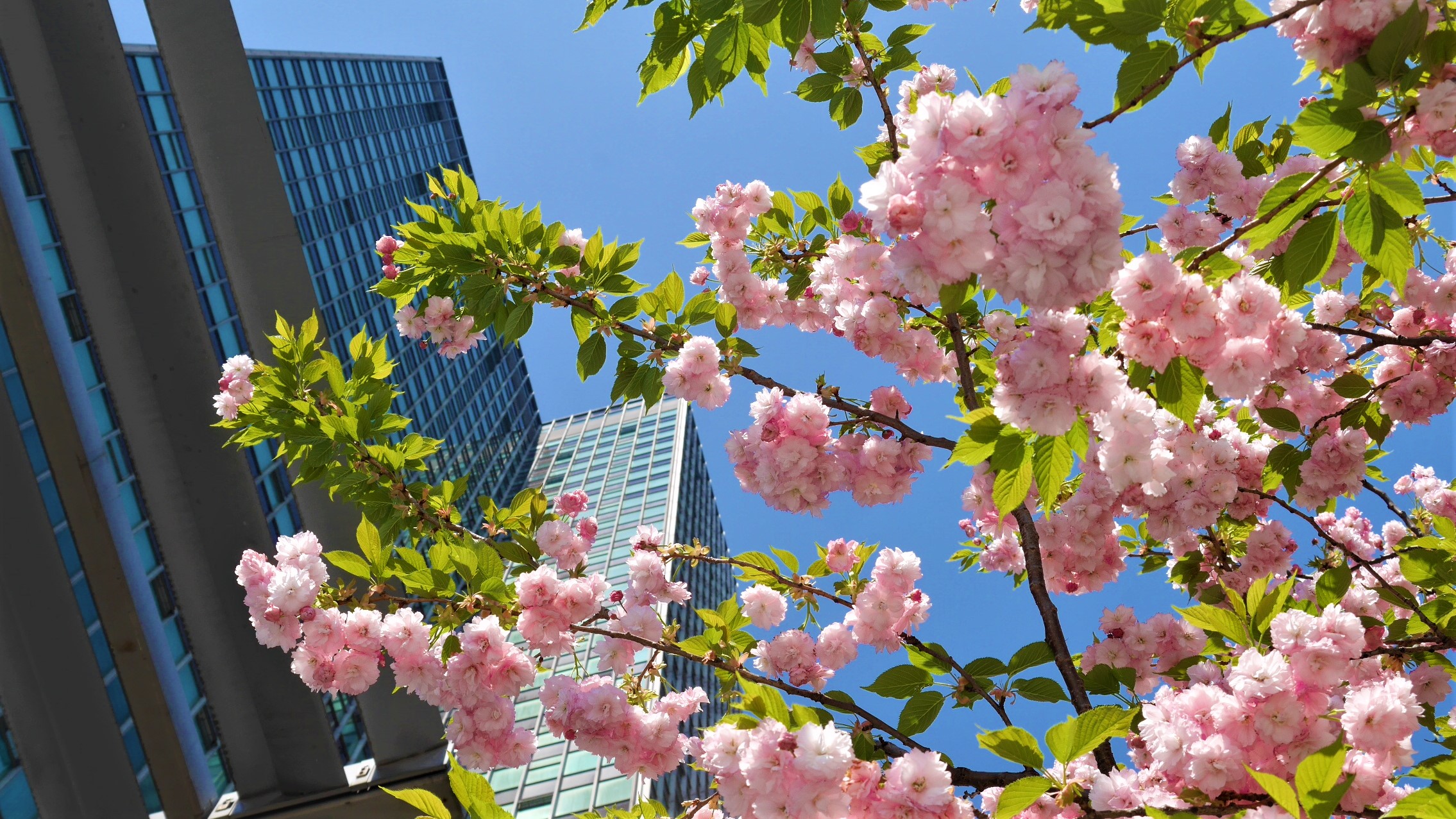 Cerisiers en fleurs Londres