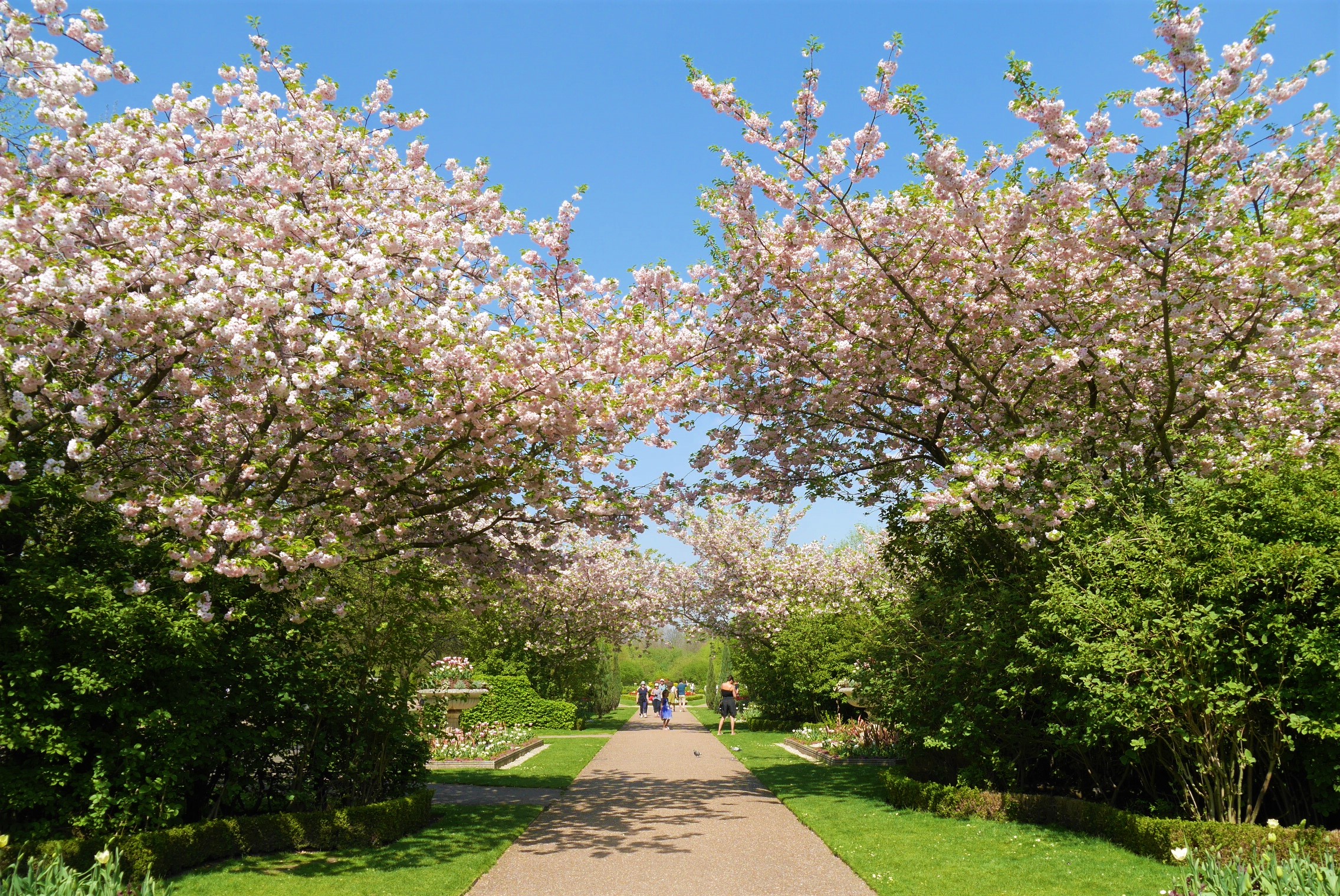 Regents Park cerisiers printemps sakura arpenter le chemin blog