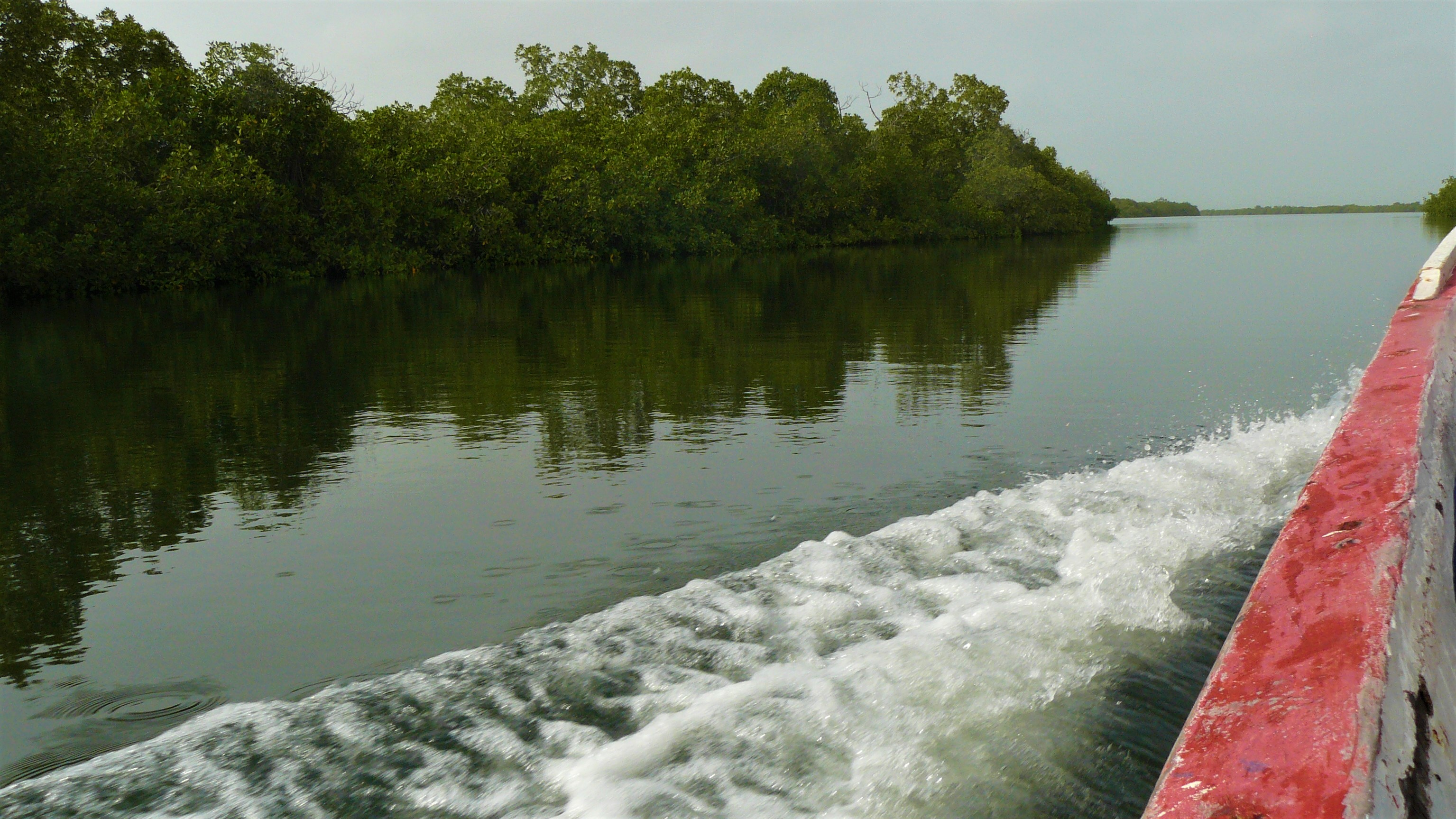 Senegal mangrove sine-saloum arpenter le chemin