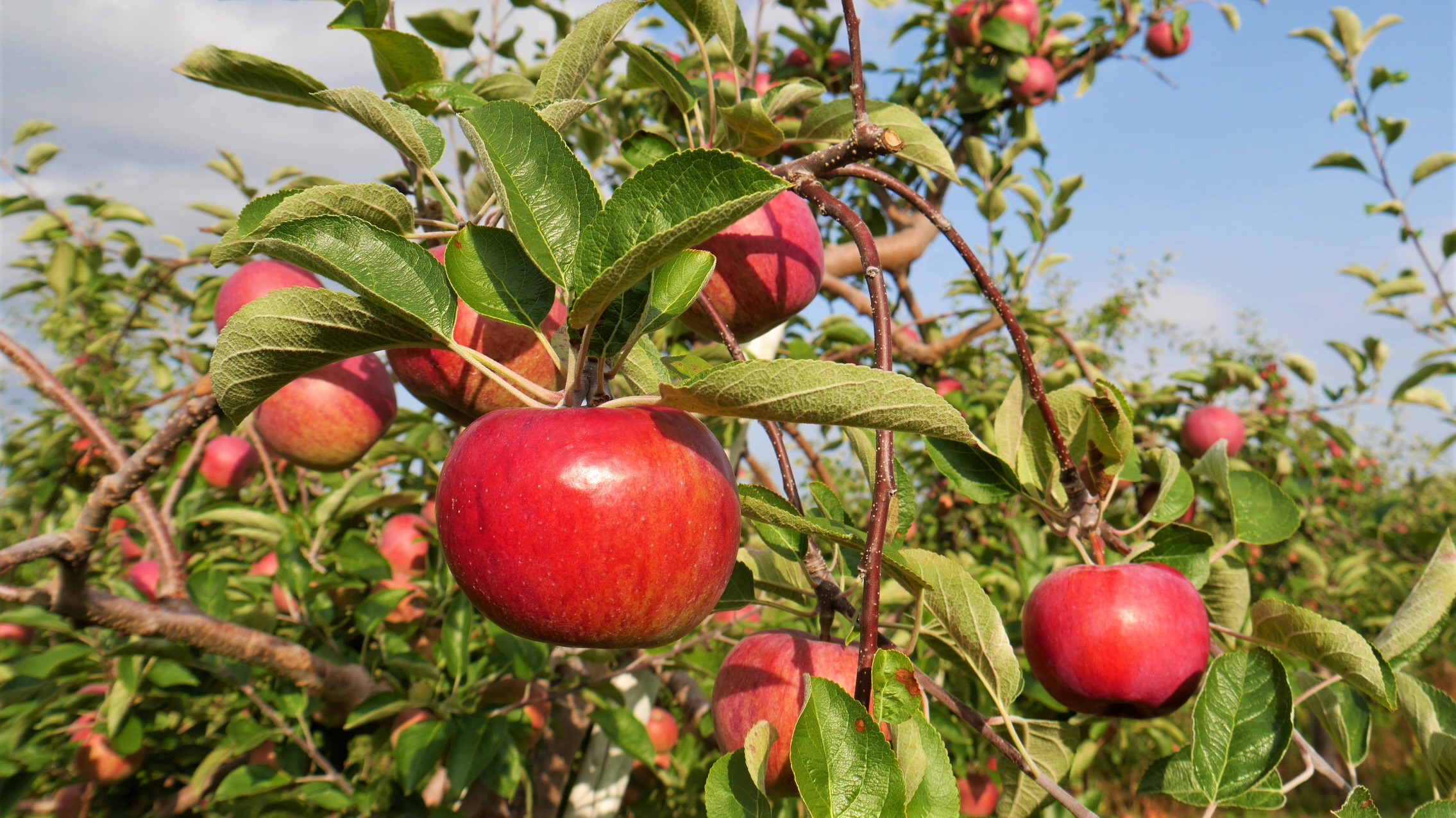auto-cueillette pommes verger activites automne voyage road-trip canada nouveau-brunswick