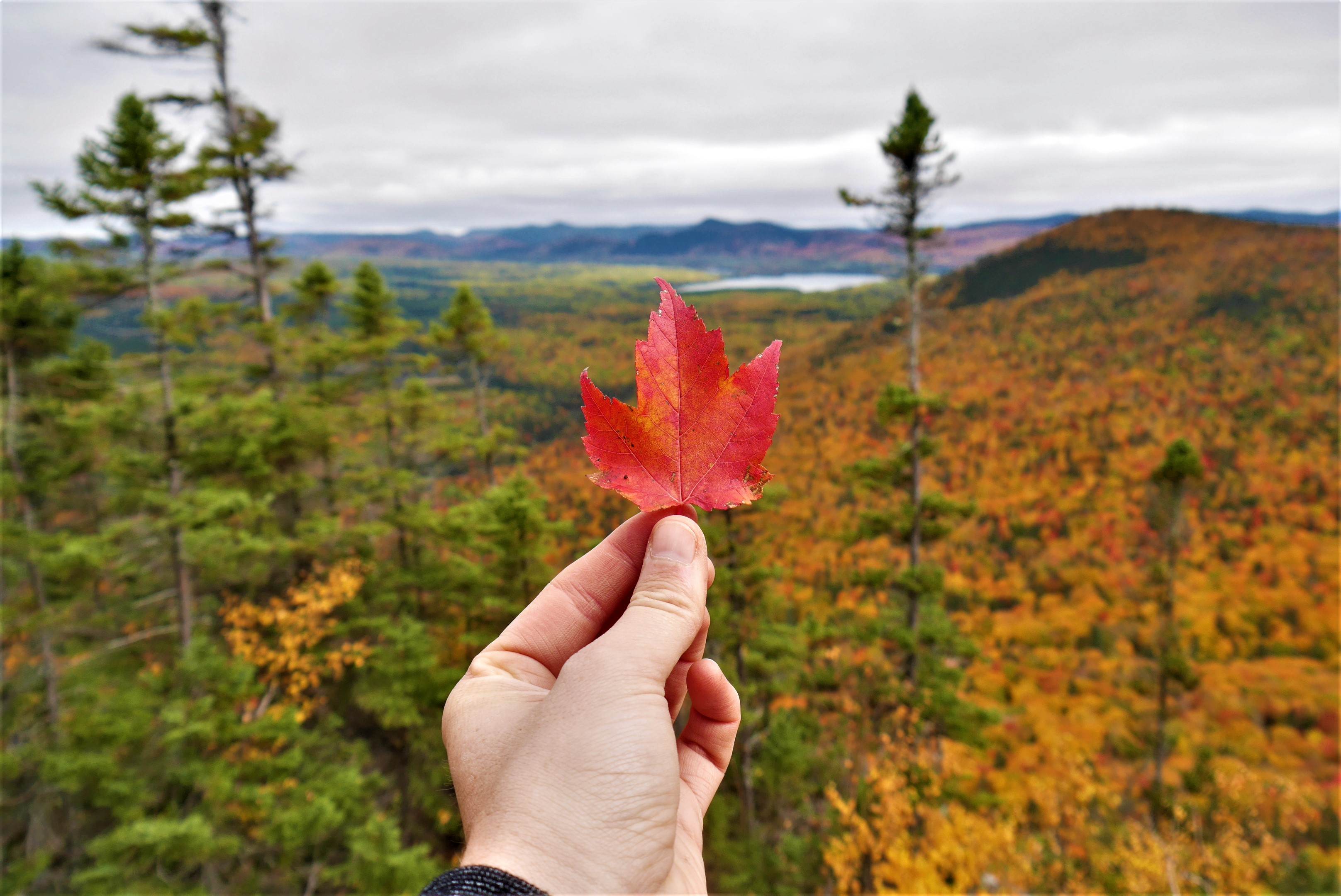 Mont Carleton Nouveau-Brunswick Canada Acadie road-trip automne blog voyage road-trip arpenter le chemin erables