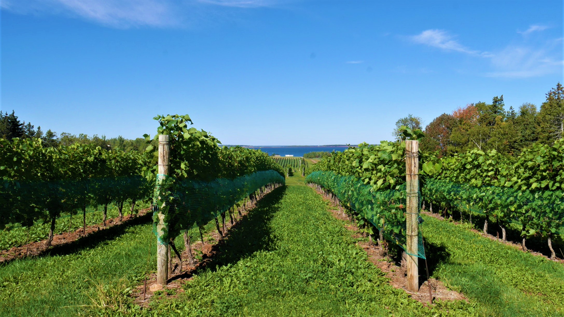 Jost vineyard detroit northumberland que voir road-trip canada