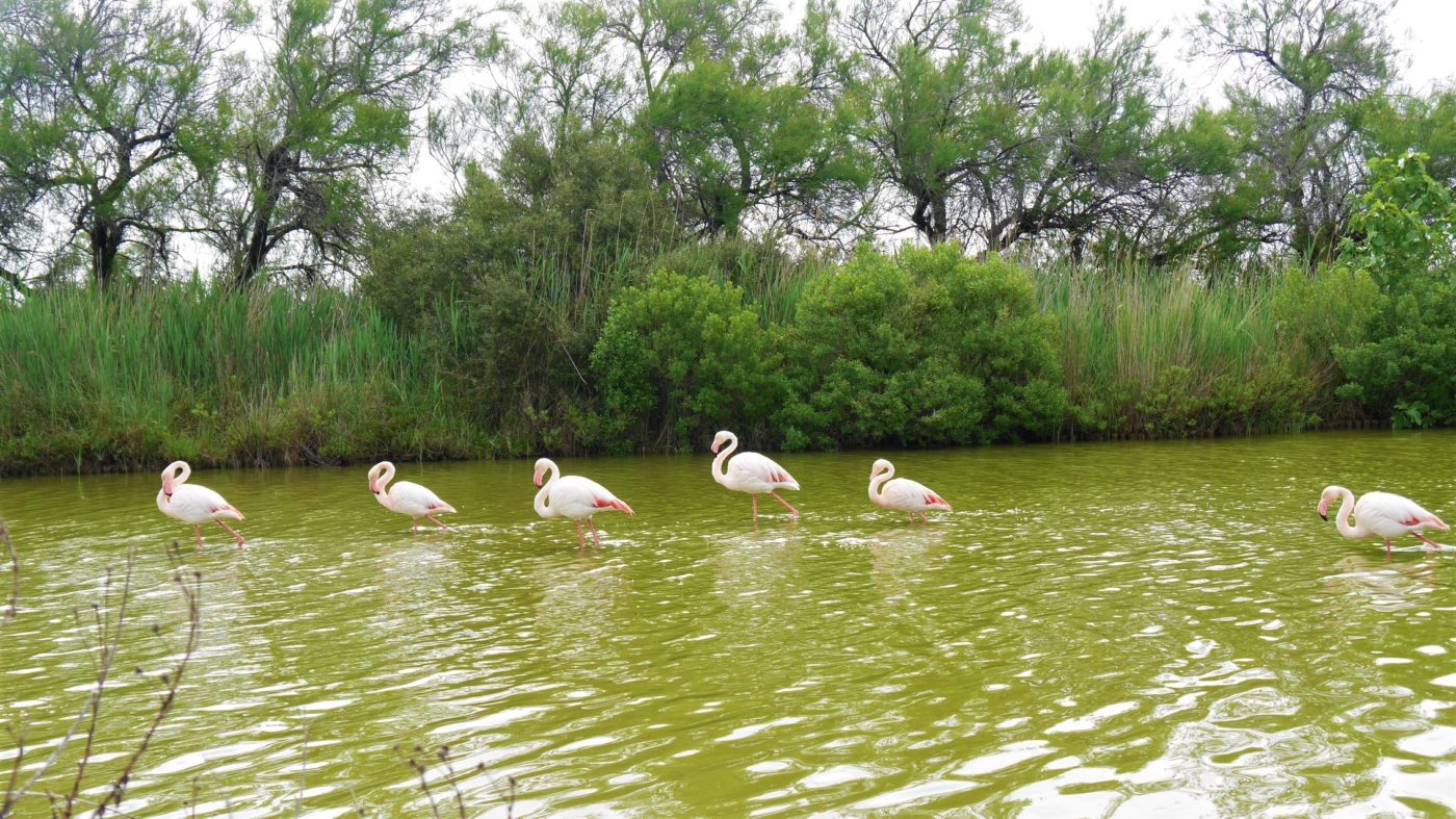 Camargue où voir flamants roses réserve ornithologique infos pratiques