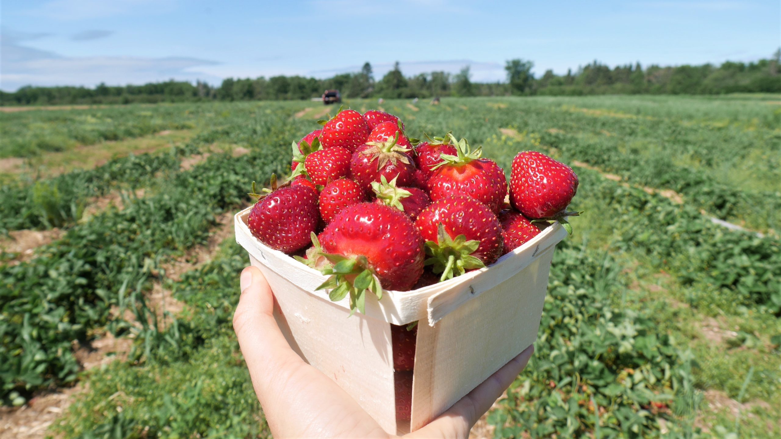 Sussex NB Strawberry Upick autocueillette fraises Nouveau-Brunswick blog voyage Canada