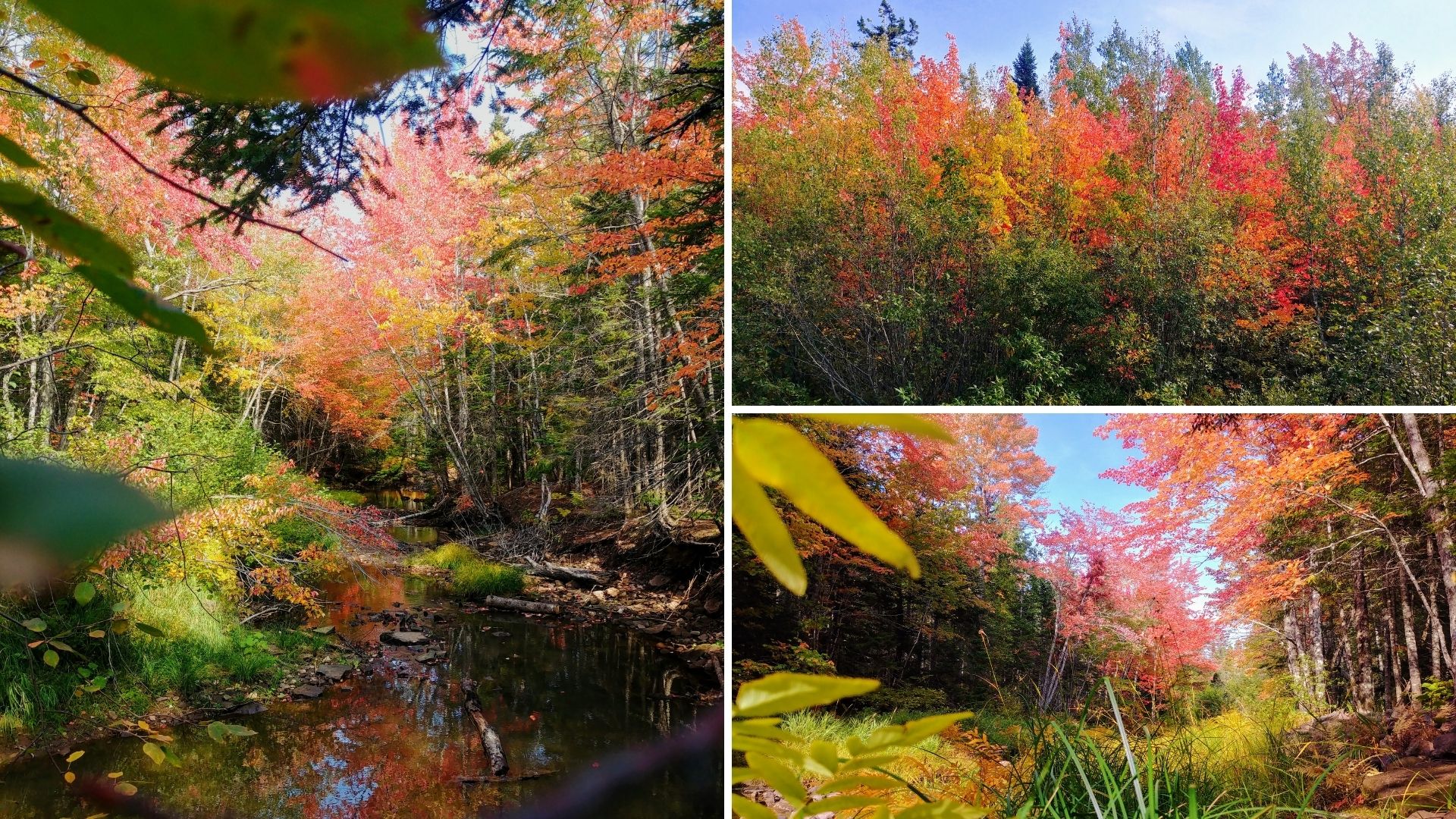 Randonnée d'automne au Nouveau-Brunswick - Sentier Dobson, Riverview (3)