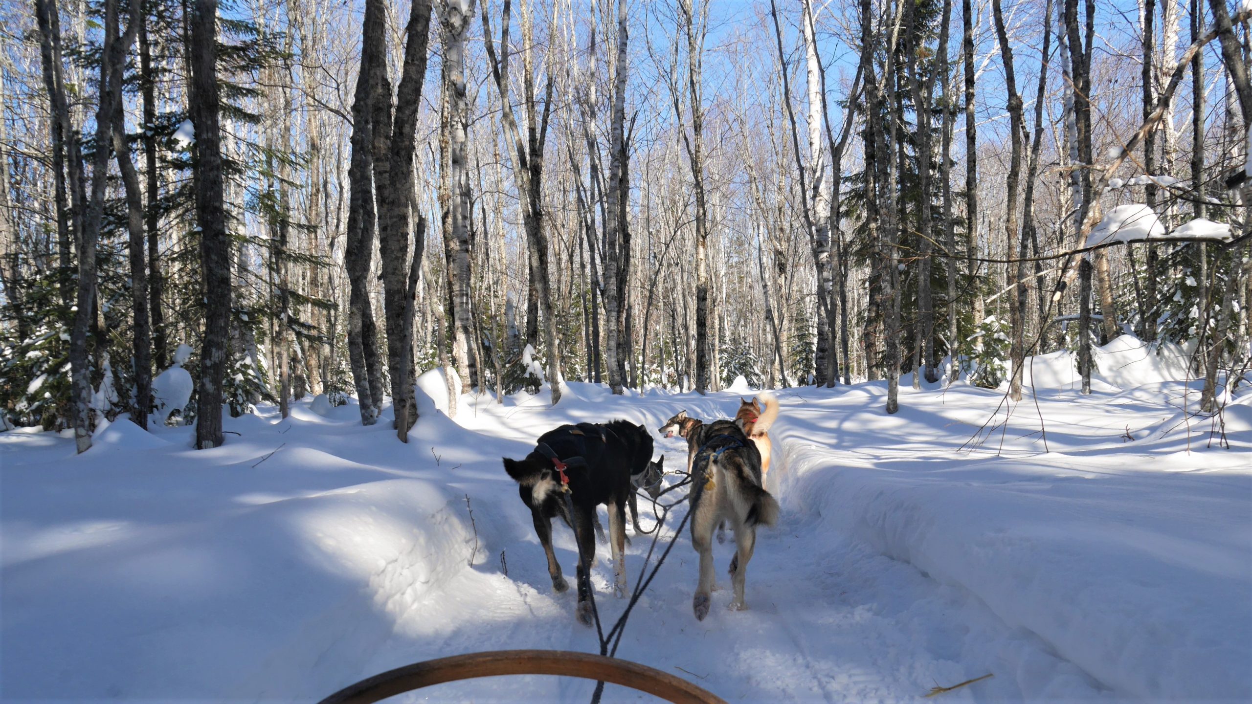 Région Chaleur Aventures Birch Bark Adventures chiens traîneau Nouveau-Brunswick