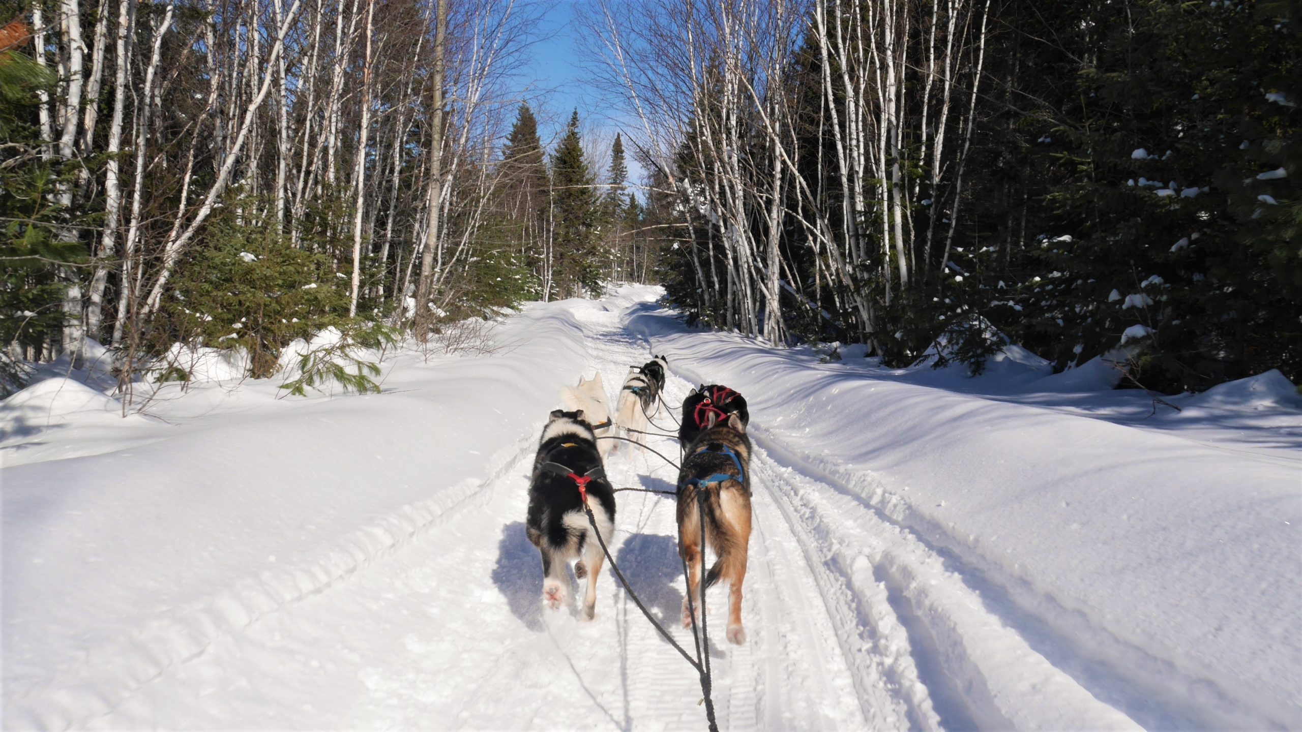Région Chaleur Aventures Birch Bark Adventures traîneau chiens Nouveau-Brunswick