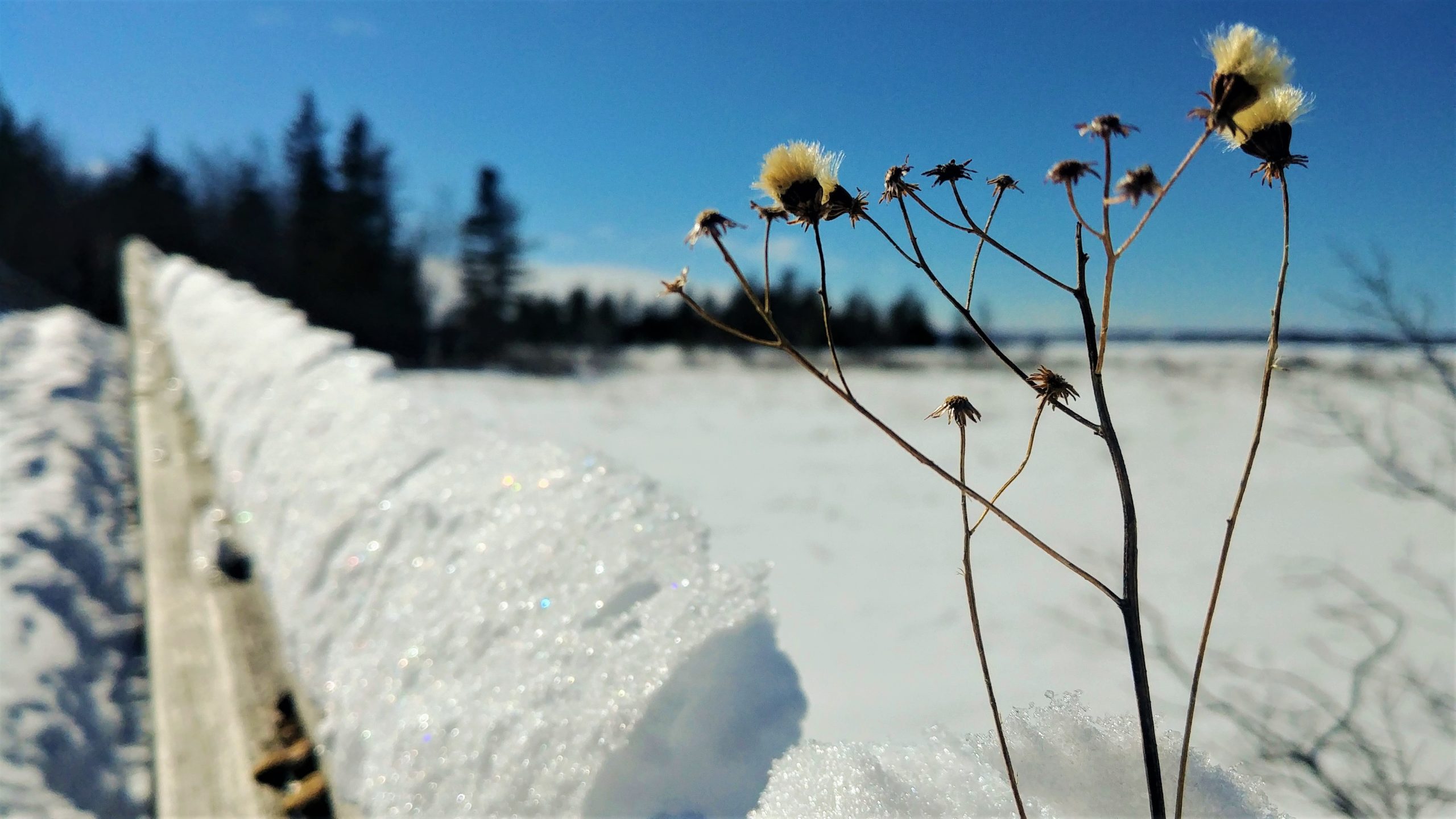 Région Chaleur Pointe Daly raquettes hiver Nouveau-Brunswick Canada