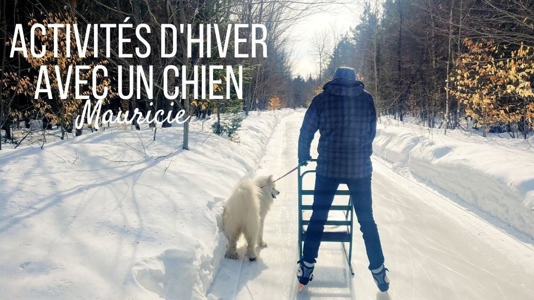 Activités d'hiver avec un chien en Mauricie, Québec (1)