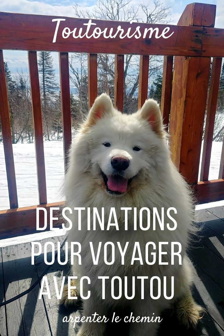 voyage long courrier avec chien