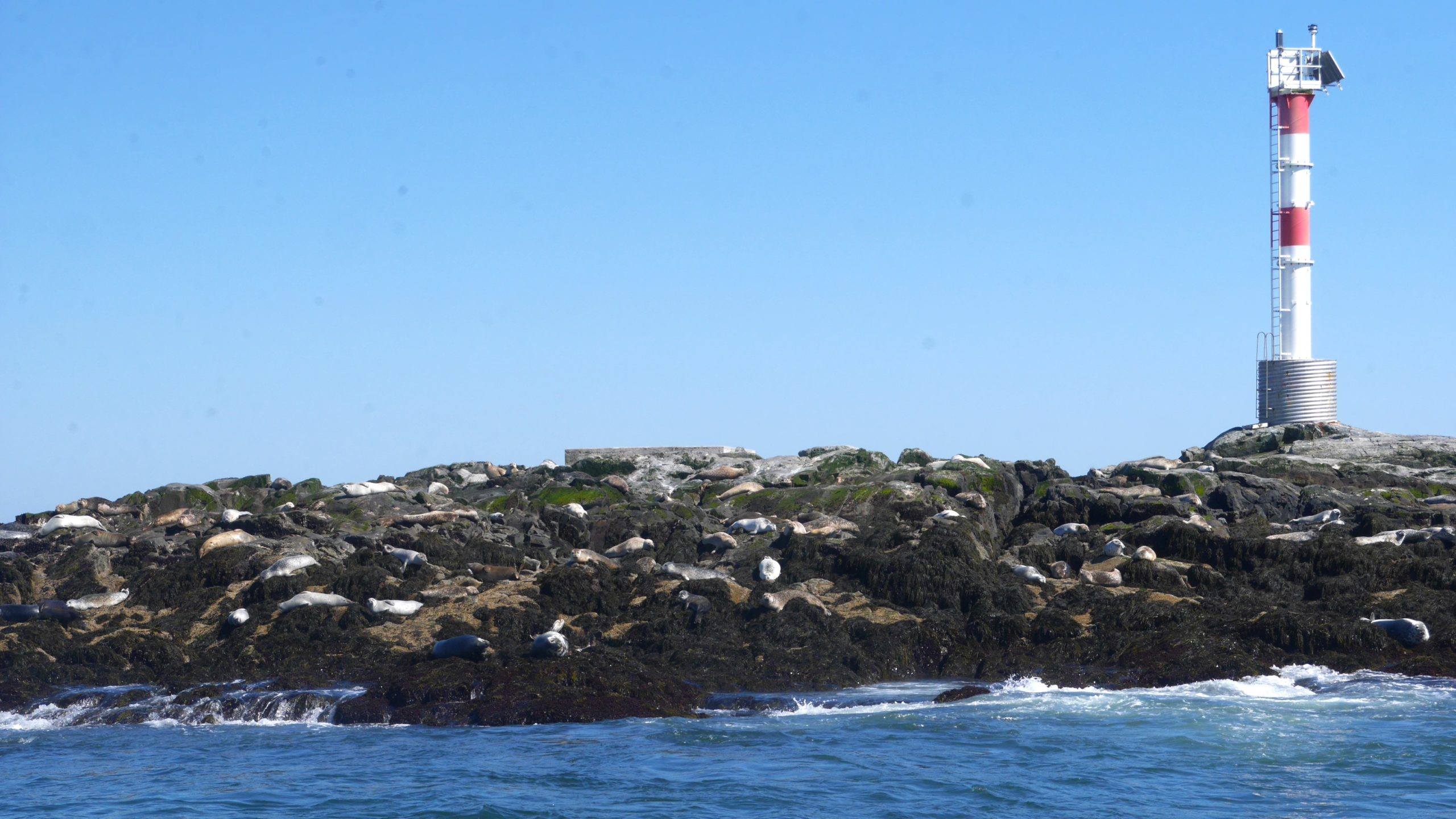 Croisière macareux île Machias Seal Island Nouveau-Brunswick