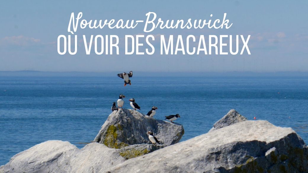 Où voir des macareux, Nouveau-Brunswick