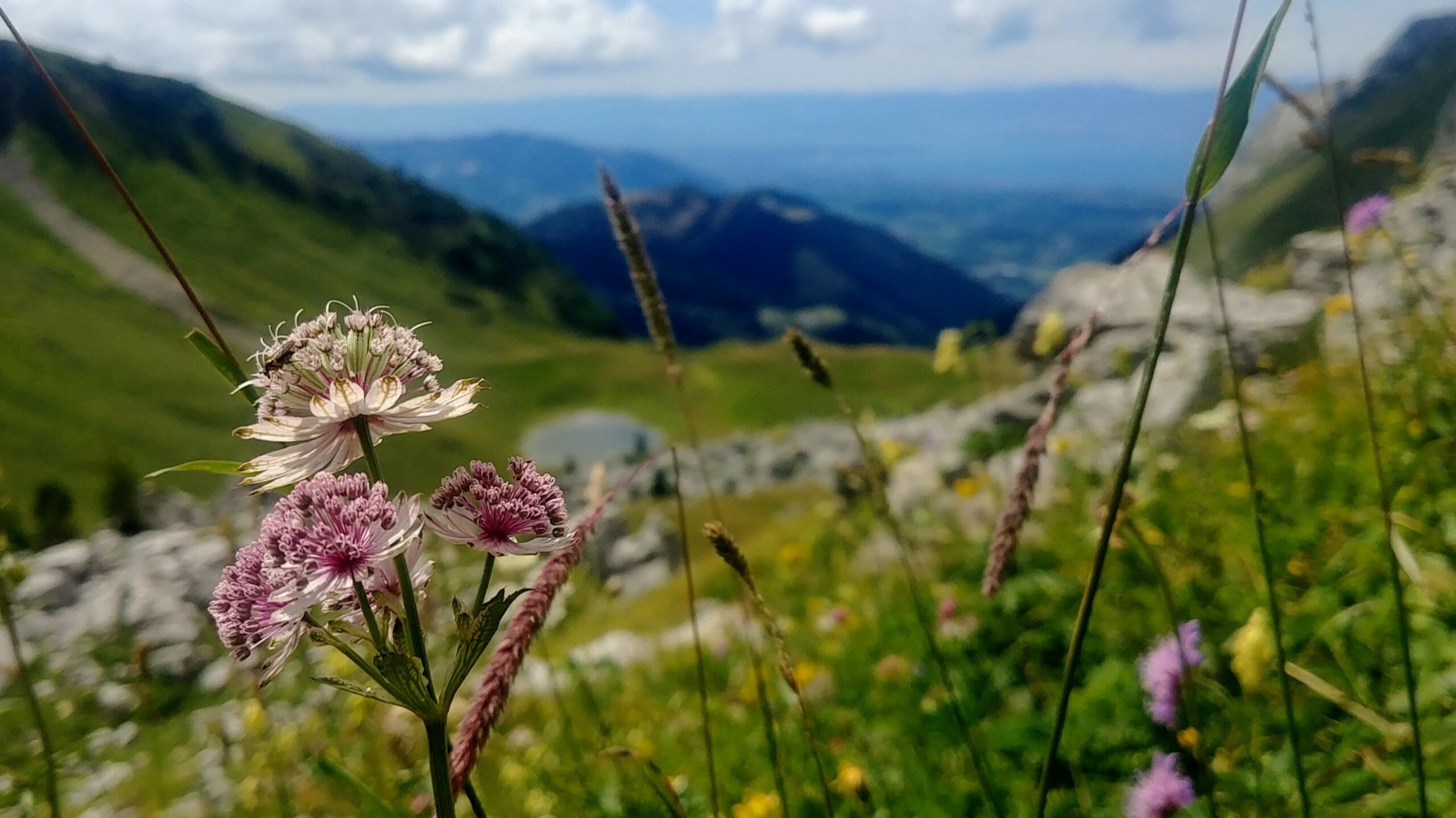 Fleurs Alpes astrance Bernex Haute-Savoie randonnée alpage oche